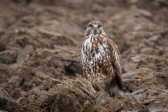 22-04-9-FF-Bussard