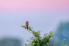 07-Neuntoeter-in-der-Abendstimmung