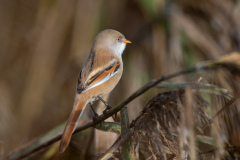 09-D78_5886-Bartmeisenweibchen