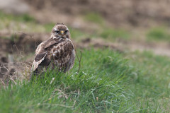 22-05-3-FF-Bussard