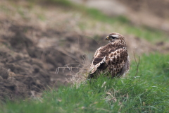 22-05-4-FF-Bussard