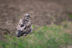 22-05-5-FF-Bussard