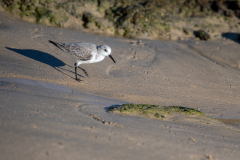 09-Z63_5223