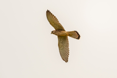 07-Turmfalke