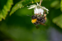 01-Wiesenhummel