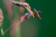 05-Schwebfliege