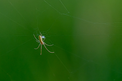 08-Streckerspinne