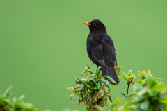 10-Amsel
