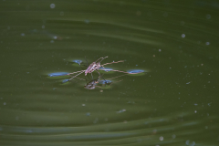 1_11-Paarung-Wasserlaeufer