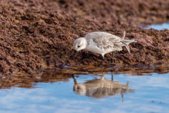 06-Sanderling