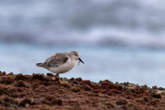 07-Sanderling