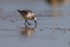 08-Sanderling