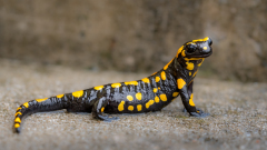 05-Feuersalamander