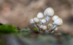 01-Buchenschleimrueblinge