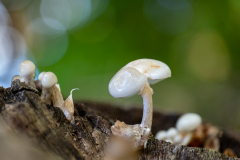 02-Buchenschleimrueblinge