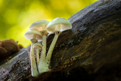 03-Buchenschleimrueblinge