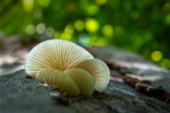 04-Buchenschleimrueblinge