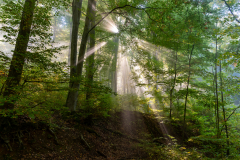 09-Morgennebel
