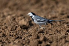 04-D78_7907