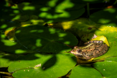 02-Wasserfrosch