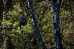 03-Maeusebussard