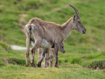 Steinbock-Familie