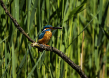 A7408898-Verbessert-RR