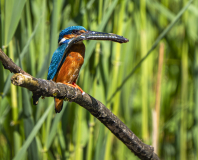 Fetter-Fisch