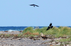 8-Steinadler-wird-belaestigt