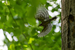 10Kleinspecht_beim_Abflug