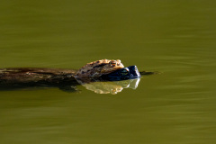 07Kroete-reitet-Schildkroete