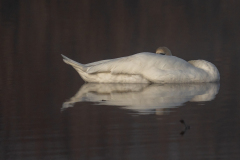 02Federsee_Schwan_noch_muede