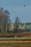 09Herbststimmung_beim_Federsee