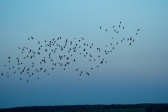 10Stare_am_Abend_Federsee