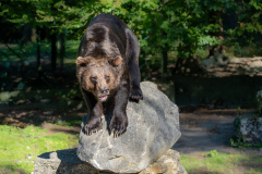 06Baer-im-Tierpark-Allensbach