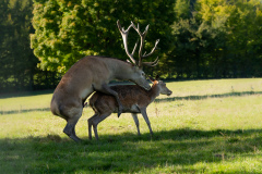 08Hirsch-beim-Deckakt-im-Tierpark-Allensbach-Kopie-2