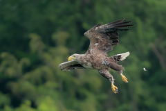 03Seeadler