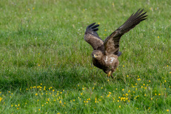 11Schreiadler_auf_Krawall_gebuerstet