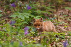 JUNGER-FUCHS