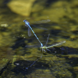 Libelle-5