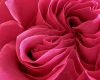 1_Rose-mit-Focus-Stacking