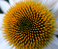 Echinacea
