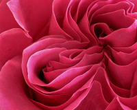 Rose-mit-Focus-Stacking