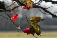 07-Beeren-im-Sonnenlicht