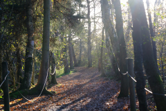 08-Im-Wackelwald