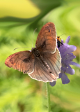 Schmetterling-mit-Freund