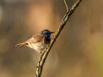 10-Blaukehlchen-am-fruehen-Morgen
