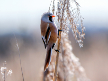 11-der-Star-ein-Bartmeiserich
