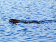 12-der-fruehe-Biber-faengt-den-Touri