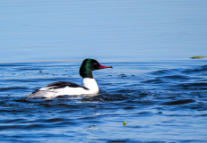 2-Gaensesaeger-Maennchen